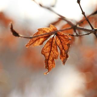 Autumn maple phone wallpaper