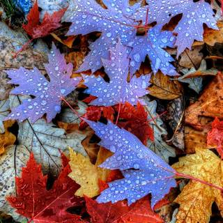 Autumn maple leaf phone wallpaper