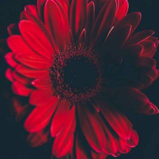 Red Daisy wallpaper