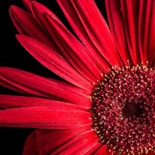 Red Daisy wallpaper