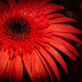 Red Daisy wallpaper