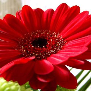 Red Daisy wallpaper