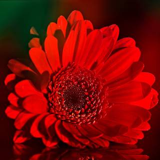 Red Daisy wallpaper