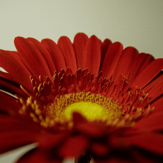 Red Daisy wallpaper