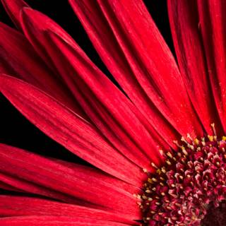 Red Daisy wallpaper