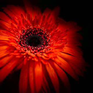 Red Daisy wallpaper