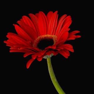 Red Daisy wallpaper