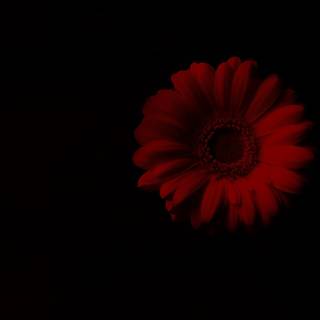 Red Daisy wallpaper