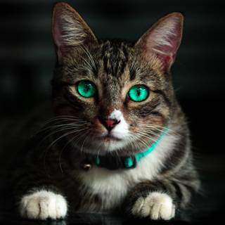 Cats eyes 4k wallpaper