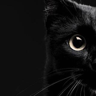 8k cat Android wallpaper