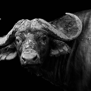 Buffalo 4k wallpaper