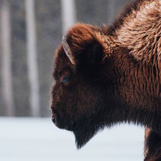 Buffalo 4k wallpaper