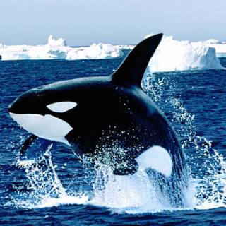 Killer whale 4k wallpaper