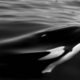 Killer whale 4k wallpaper