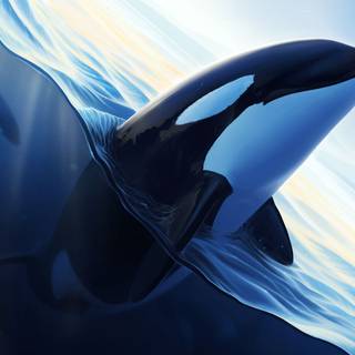Desktop orcas wallpaper