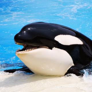 Orca The Killer Whale wallpaper