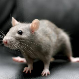 4k rat wallpaper