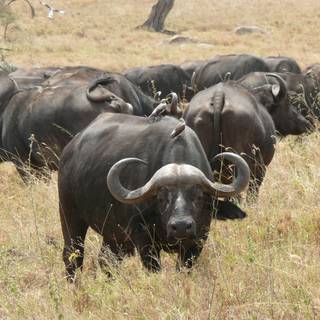 Buffalo 4k wallpaper