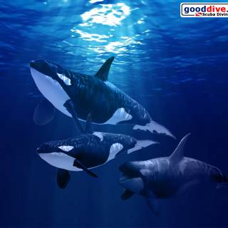 Orca desktop wallpaper