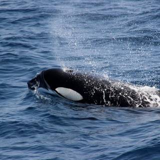 Killer whale 4k wallpaper