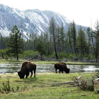 Buffalo 4k wallpaper