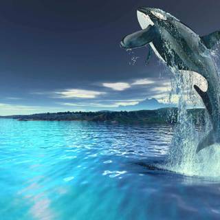 Killer whale 4k wallpaper