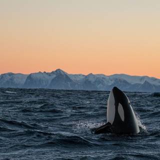 Killer whale 4k wallpaper