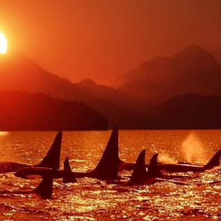 Desktop orcas wallpaper