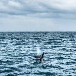 Orca phone wallpaper