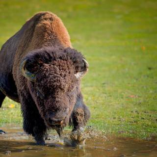 Buffalo 4k wallpaper