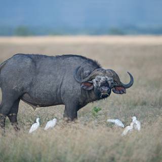 Buffalo 4k wallpaper