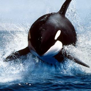 Killer whale 4k wallpaper