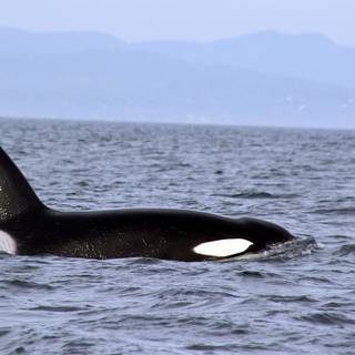 Killer whale 4k wallpaper