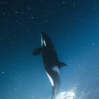 Orca phone wallpaper