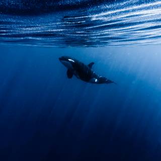 Killer whale 4k wallpaper