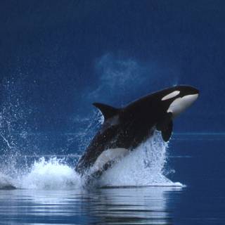 Desktop orcas wallpaper