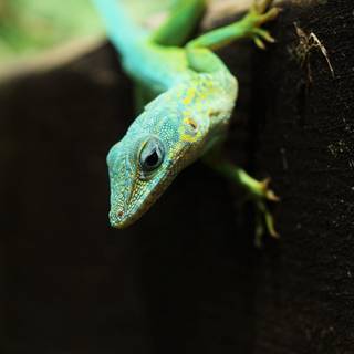 Gecko phone wallpaper