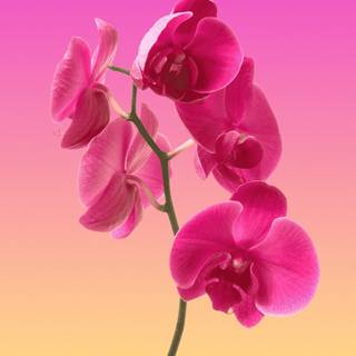Orchid iPhone wallpaper