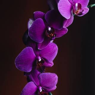 Orchid iPhone wallpaper