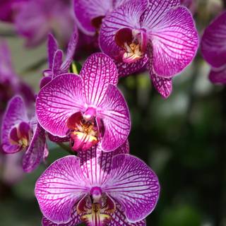 Orchid iPhone wallpaper