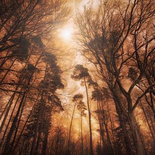 Digital forest 4k wallpaper