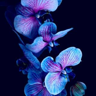 Orchid iPhone wallpaper