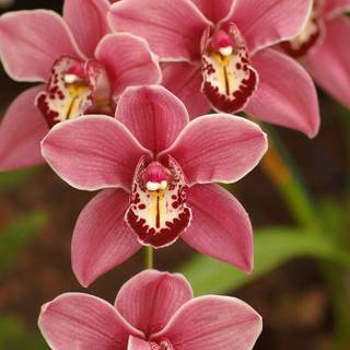 Orchid iPhone wallpaper