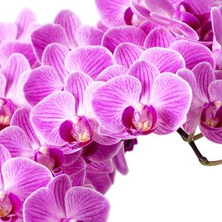 Orchid iPhone wallpaper