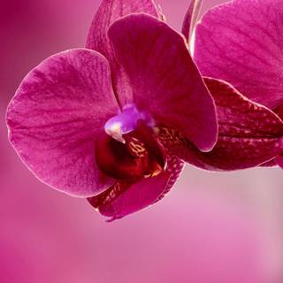 Orchid iPhone wallpaper