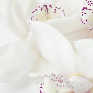 Orchid iPhone wallpaper