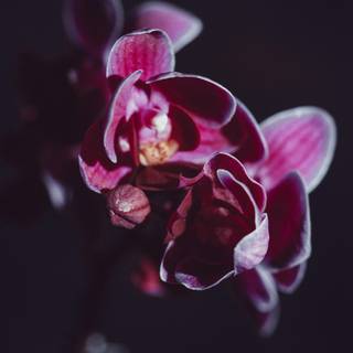 Orchid iPhone wallpaper