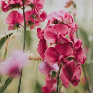 Orchid iPhone wallpaper