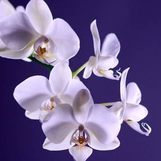 Orchid iPhone wallpaper