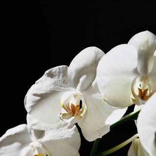 Orchid iPhone wallpaper